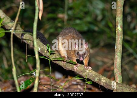 Gewöhnlicher Reisigsschwanz Possum Trichosurus vulpecula Curtain Fig National Park, Queensland, Australien 5 November 2019 Erwachsene Phalangeridae Stockfoto
