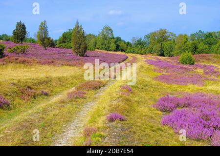 Landschaft Lüneburger Heide im Herbst in der Nähe von Wilsede Stockfoto