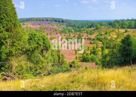 Landschaft mit dem Namen Totengrund, Lueneburgische Heide im Herbst bei Wilsede Stockfoto