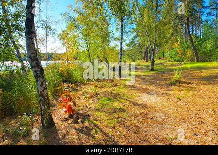 Senftenberg See Strand, Lausitzer Seenplatte Stockfoto