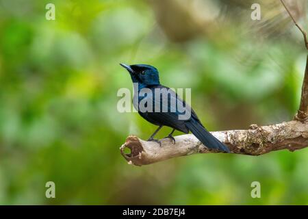 Shining Flycatcher Myiagra alecto Daintree, Queensland, Australien 4 November 2019 Erwachsene, Männlich Monarchidae Stockfoto