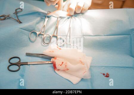 Nahaufnahme von Händen und chirurgischen Instrumenten während der Bauchoperation in der Tierklinik. Stockfoto