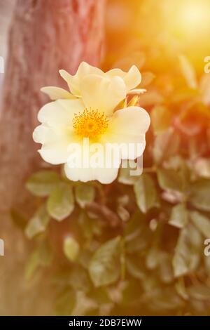 Nahaufnahme einer Rosenblüte mit weißen Kronblättern mit gelben Pistillen bei Sonnenuntergang Stockfoto