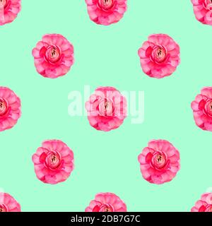 Nahtlose Muster hellrosa persischen Butterblume Blumen Ranunculus Draufsicht Stockfoto