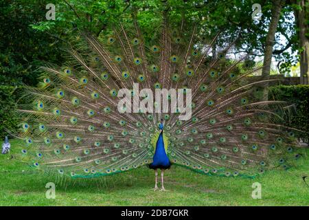 Peacock im Holland Park London Stockfoto