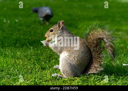 Eichhörnchen im Holland Park Stockfoto