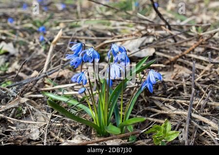 Blaue scilla Schneeglöckchen Blumen blühen in der Nähe in wilden Wald Hintergrund Stockfoto