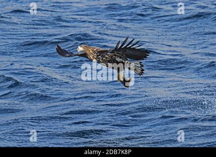 Stellers Seeadler (Haliaeetus pelagicus) unreifer Greiffisch aus dem Meer Rausu, Hokkaido, Japan März Stockfoto