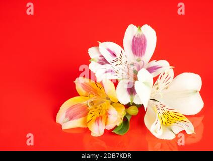 Alstroemeria Blumen auf einem glänzenden roten Hintergrund angelegt Stockfoto