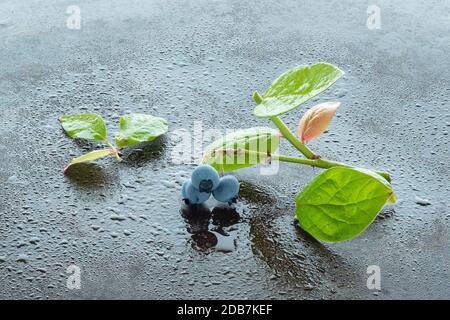 Frische blaubeeren an einem Zweig mit Blättern und Wassertropfen Stockfoto