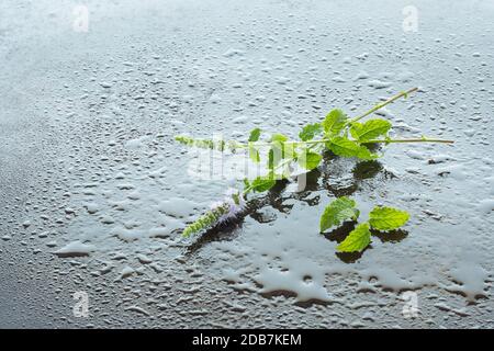 Erdbeeren Minze (Mentha spec) mit Blumen und Wasser Tropfen für Hintergrundbeleuchtung Stockfoto