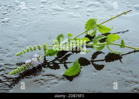 Grüne Minze Anlage mit Blumen auf Wasser in der Hintergrundbeleuchtung Stockfoto