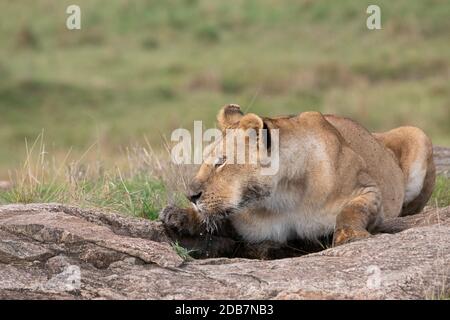 Afrika, Kenia, Northern Serengeti Plains, Maasai Mara. Löwin trinkt (WILD: Panthera leo) Stockfoto