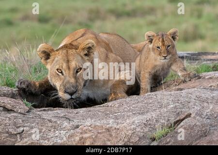 Afrika, Kenia, Northern Serengeti Plains, Maasai Mara. Löwin trinkt mit Jungen (WILD: Panthera leo) Stockfoto