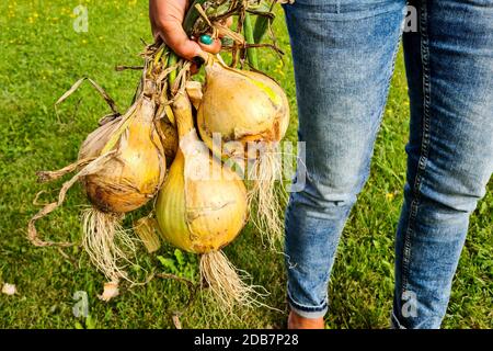 Bund von frischen Bio-Zwiebeln in den Händen von Frauen Bauern Stockfoto
