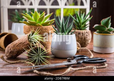 Sammlung von saftigen Pflanzen für den Hausdeco. Gartenidee für steingarten. Stockfoto