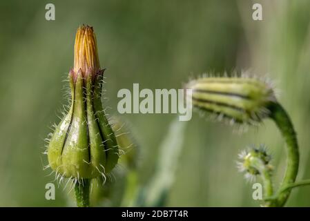 Nahaufnahme Löwenzahn Knospen Nahaufnahme auf einem grünen Hintergrund. Stockfoto