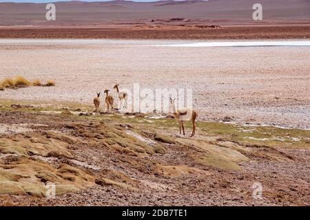 Vicunas am Ojos de Mar in der Nähe der Stadt Tolar Grande in Puna, Argentinien. Ojos de Mar ist eine Gruppe von kleinen Gewässern, die durch einen blauen Kolon gekennzeichnet sind Stockfoto