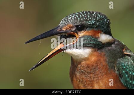 Gewöhnlicher Eisvogel (Alcedo atthis) Nahaufnahme des ersten Jahres Weibchen auf Zweig mit Libelle betäubt in Bill Eccles-on-Sea, Norfolk, Großbritannien Stockfoto