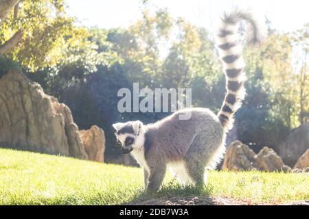 Ring-Schwanzlemur auf Wiese, die von der Nachmittagssonne beleuchtet wird. Stockfoto