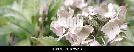 Blühende pastellrosa Hortensien in der warmen Morgensonne. Panoramaansicht. Garten, Freizeit, Hobby, Schönheit, Konzept. Stockfoto