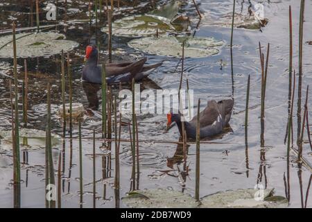 Ein Paar Gallinulen, die durch das Schilf schwimmen. Stockfoto