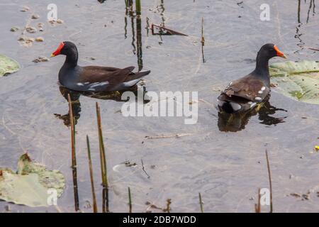 Ein Paar von gemeinsamen Gallinules. Stockfoto