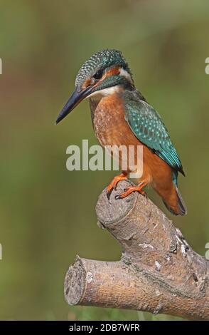 Gemeiner Eisvogel (Alcedo atthis ispida) unreif auf Schnitt Zweig Eccles-on-Sea, Norfolk, Großbritannien thront September Stockfoto