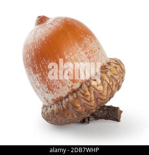 Braune Eichel isoliert auf weißem Hintergrund Stockfoto