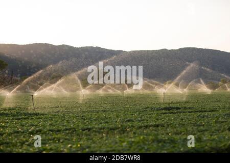 Sprinkler in Aktion während der Bewässerung der Basil in einem Sommer Sonnenuntergang Stockfoto