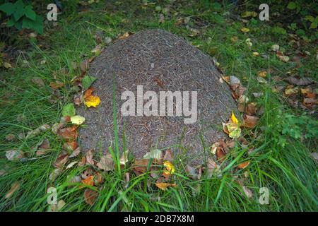 Großer Ameisenhaufen aus der Nähe von roten Waldameisen. Großer Ameisenhaufen im Wald aus nächster Nähe. Stockfoto