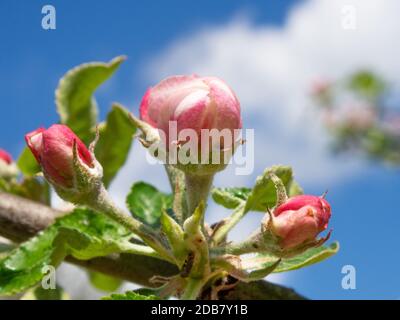 Knospe mit rosa Apfelblüten. Ein Zweig eines blühenden Apfelbaums vor dem Hintergrund eines blauen Himmels. Stockfoto