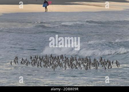 Pacific Grove, Kalifornien, USA. November 2020. Sanderling rast wahnsinnig am Rande des Wassers. Kredit: Rory Merry/ZUMA Wire/Alamy Live Nachrichten Stockfoto