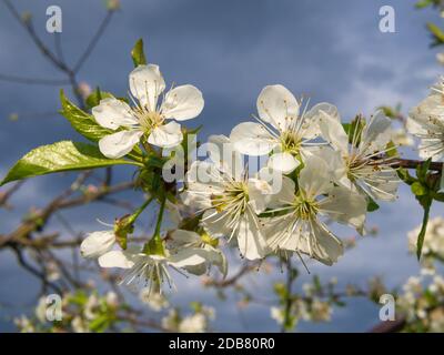 Kirschblüten im Sonnenlicht. Zweige von Kirschblüten vor einem blauen Himmel Hintergrund. Stockfoto