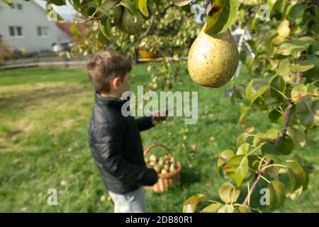 Junge, der Obst pflückt. Detail auf selbst angebaute Birne mit leicht verschwommener Kinderernte und Weidenkorb voller Birnen auf Gras. Hausgartenarbeit. Stockfoto