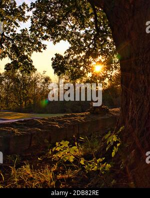 Untergehende Sonne scheint durch die Blätter auf dem ettersberg Stockfoto