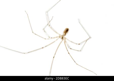 Daddy Longleg an einer Wand Stockfoto