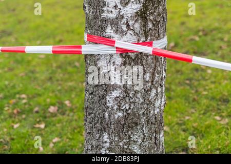 Sperrband auf einer Birke mit einer Wiese Der Hintergrund Stockfoto