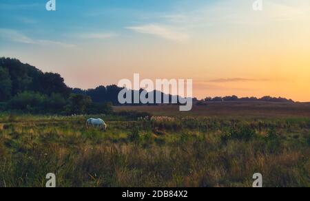 Weisses Pferd grast auf einem Feld in der Nähe von ahrenshoop am ostsee Stockfoto