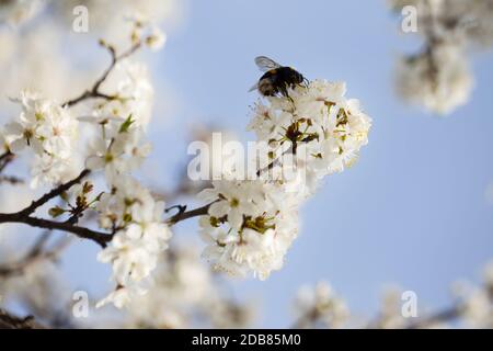 Blühender Baum Apfelzweig mit einer Biene auf einer Blüte mit selektiven Fokus erschossen Stockfoto