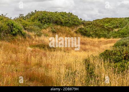 Eindruck von Spiekeroog, eine der Ostfriesischen Inseln an der Nordsee in Deutschland Stockfoto