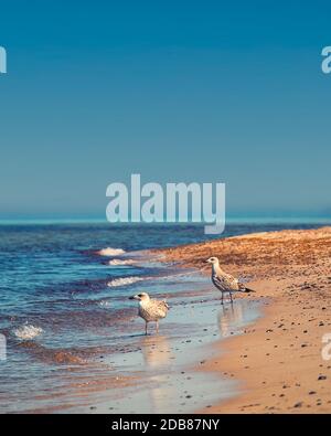 Möwen am Strand Stockfoto