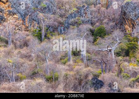 Baobab-Baumwald Antsiranana - Bucht von Diego Suarez, Madagaskar. Natur pur in der Wildnis. Afrika Stockfoto