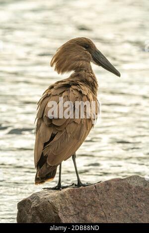 Silhouette des Hamerkops, der an einem felsigen Flussufer steht Stockfoto