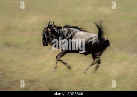 Langsame Pfanne mit blauem Wildebeest in Savanne Stockfoto