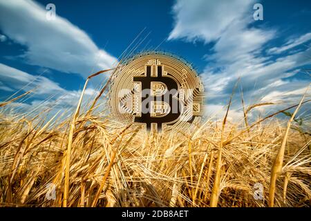 Bitcoin steigt aus reifen Ähren von Weizen. Goldbitmünze aus den reifen Weizenohren unter dem blauen Himmel. Das Konzept einer neuen Ära des Bitcoins. Stockfoto