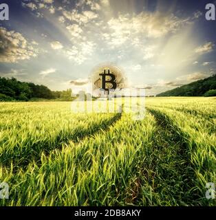 Straße im Feld führt zum aufsteigenden Bitkoin. Der Weg zwischen den reifenden Ähren von Weizen führt zu bitkoinu scheint wie die aufgehende Sonne. Das Konzept o Stockfoto