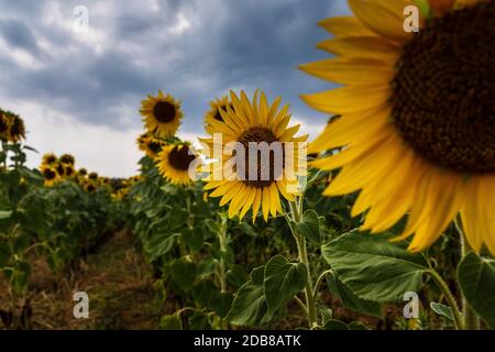 Selektive Fokussierung auf blühende Sonnenblumen in kultivierten Feldern mit übergiebeltem Himmelshintergrund. Stockfoto