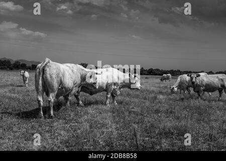 Weiße Kühe grasen in der Ruhe der katalanischen ländlichen Szene. Ein neugieriges Kalb und eine Kuh schauen in die Richtung des Fotografen. Schwarz-Weiß-Mo Stockfoto