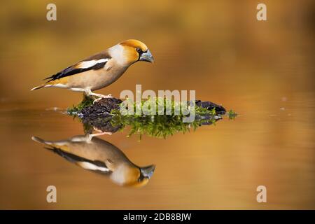 Männliche Habichtel, coccothraustes coccothraustes, sitzend auf einem Moos in der Mitte des Teiches mit Reflexion auf der Wasseroberfläche. Symmetrischer horizontaler Kompost Stockfoto